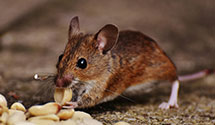 24 Hour & Emergency Exterminators in Saint Germain, WI